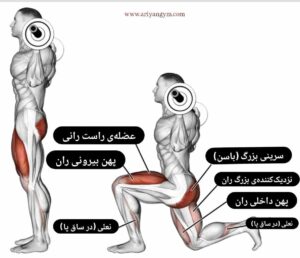 اینفوگرافیک لانگز با هالتر