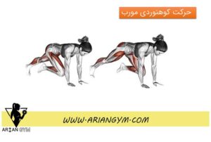 حرکت کوهنوردی مورب